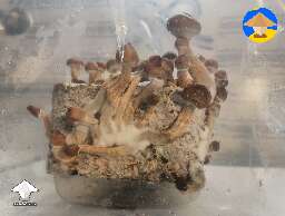 First flush McKennaii shrooms