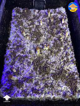 Psilocybe Cubensis Z strain 3rd flush