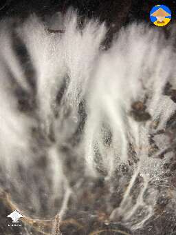 Amazing mycelium run