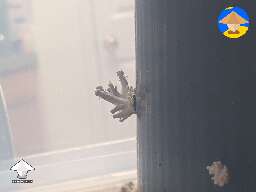 Bucket tek - It might be happening - day 10 - oyster mushrooms growing