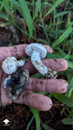 Compost magic shrooms from the garden