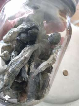 Dried Starry Night APE mushrooms
