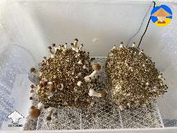 Any ideas why I got so many aborts on this fella on the right?