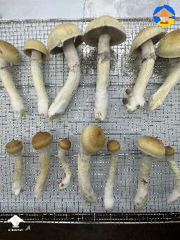 Red Boys shrooms - 2nd flush