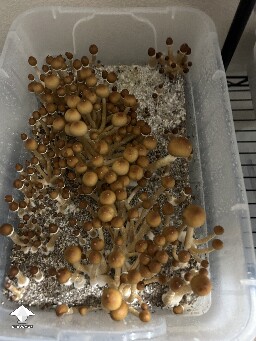 Cubensis Amazonian first flush #2