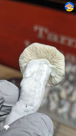 Picked fatty Jack Frost mushrooms #8