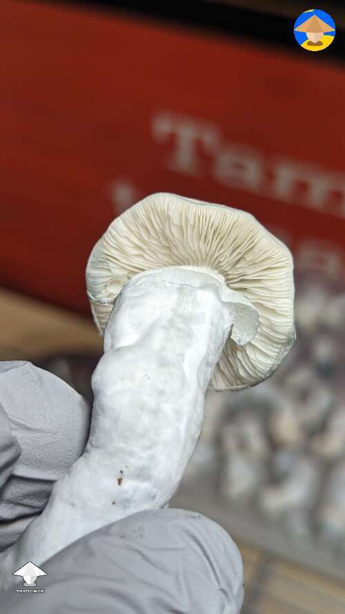 Picked fatty Jack Frost mushrooms #8