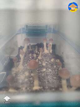 Blue Meanie Cube first growing