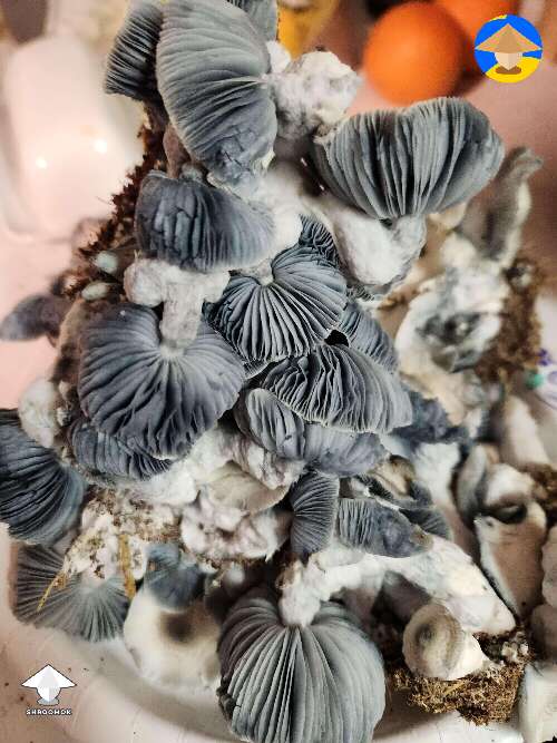 Jack Frost magic mushrooms