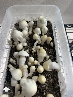 First time growing APE mushrooms #2