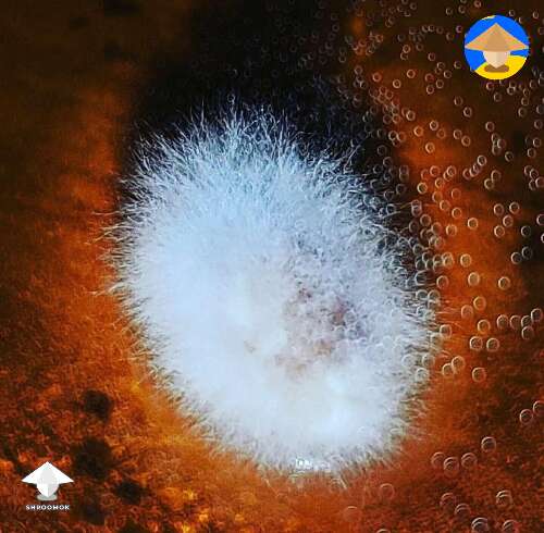 Mycelium and bubbles art