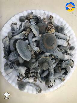 TAT Ghost magic mushrooms harvest 