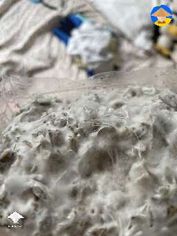 Is this cobweb or just mycelium? - It's healthy myc! #2