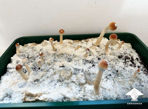 Natalensis mushroom cake fruiting day 14