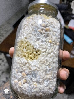 Bruising on mushroom mycelium