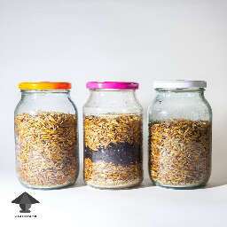 How to prepare grain substrate for Magic Truffles