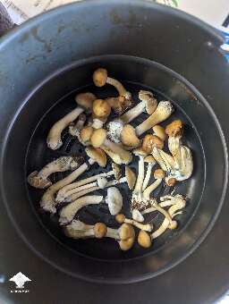 Costa Rican - first harvest first flush from the shoebox #3