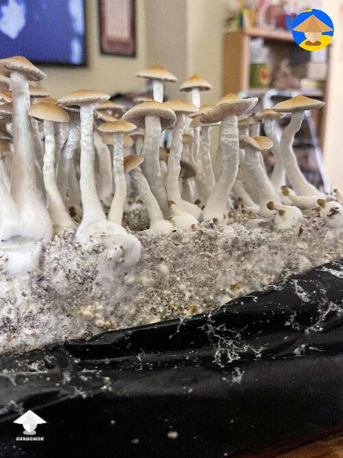 Psilocybe cubensis Koh Samui mushrooms