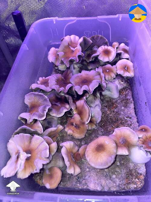 Hillbilly Pumpkin mushrooms with nice wavy caps