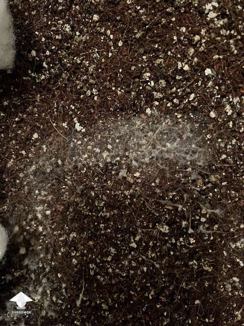 Gray mycelium appeared - cobweb contamination?