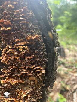 Love finding mushrooms in the yard #9