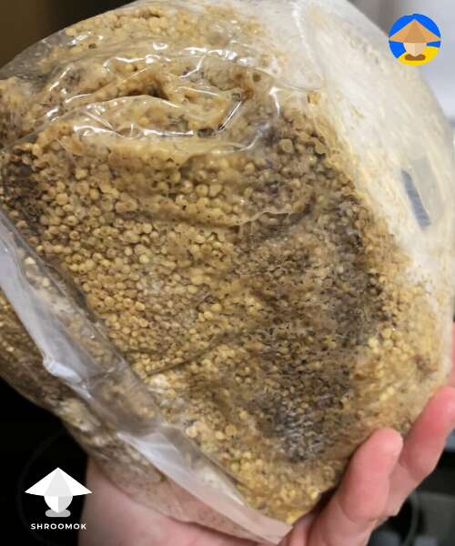 spawn bag with bacterial slime at the bottom