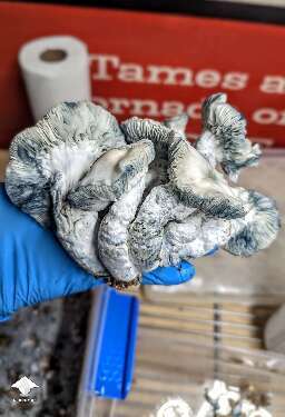 STAKZ magic mushroom strain #2