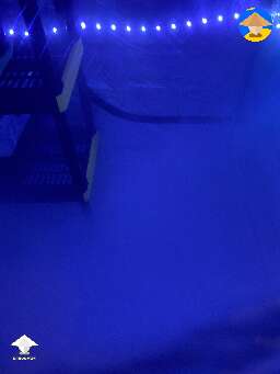 Fruiting conditions for shrooms in grow tent  #2