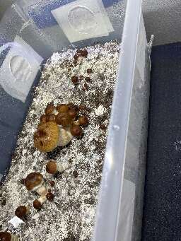 Tidal Wave shrooms the next day update