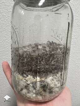 My attempt at a no waste mushroom growing. Substrate from a previous harvest covered with cvg on top