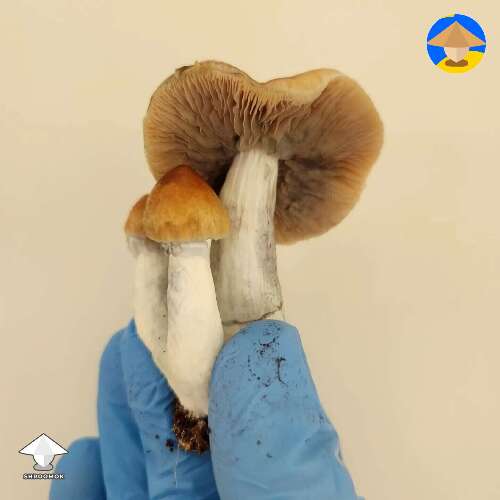 Cubensis F+ mushrooms #2