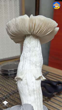 Jack Frost finally put me in the 100 club - Jack Frost magic mushrooms #2