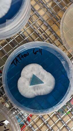 Mushroom cultures on agar - nice mycelium growth #6