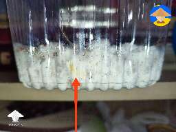 What is this yellow thing on mushroom mycelium