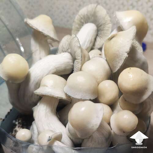 Albino Penis Envy mushroom cultivation in plastic bottle