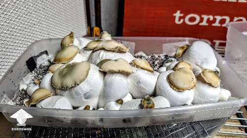 Bluey Vuitton mushrooms fruiting