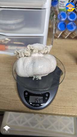 Giant Mutated Nutcracker shroom - 154 grams