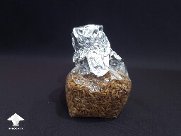 Grain bag preparation for sterilization in pressure cooker - Reishi growing diary 67e81ba7f329f