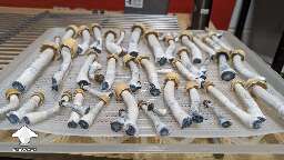 Cubensis Clockwork Orange mushroom harvest