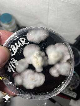 Grain to agar plates #2