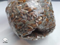 Spawn bag contaminated by blue green mold