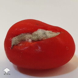 Mold on vegetables