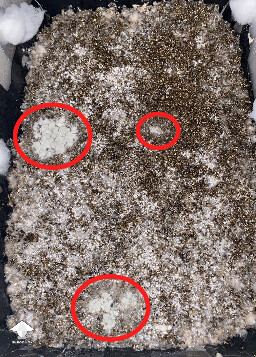 signs of early blue-green mold penicillium on mushroom cake