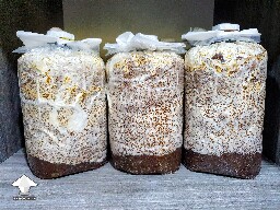 Antler Reishi update - 24 days since Spawn to Bulk