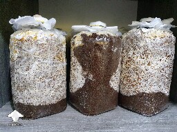 Reishi growing diary - 24 days since Spawn to Bulk