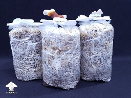 Day-to-day Reishi growing diary 680e204c7dd91