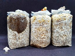 Day-to-day Reishi growing diary 680e2051e54f6