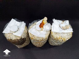 Day-to-day Reishi growing diary 680e2059d5f1d