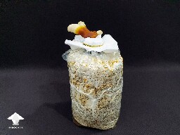 Day-to-day Reishi growing diary 680e205d97cd2