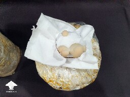 Day-to-day Reishi growing diary 680e206734305